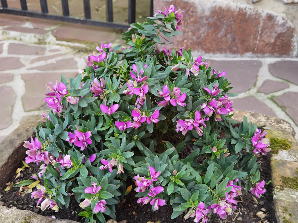 Polygala myrtifolia photo